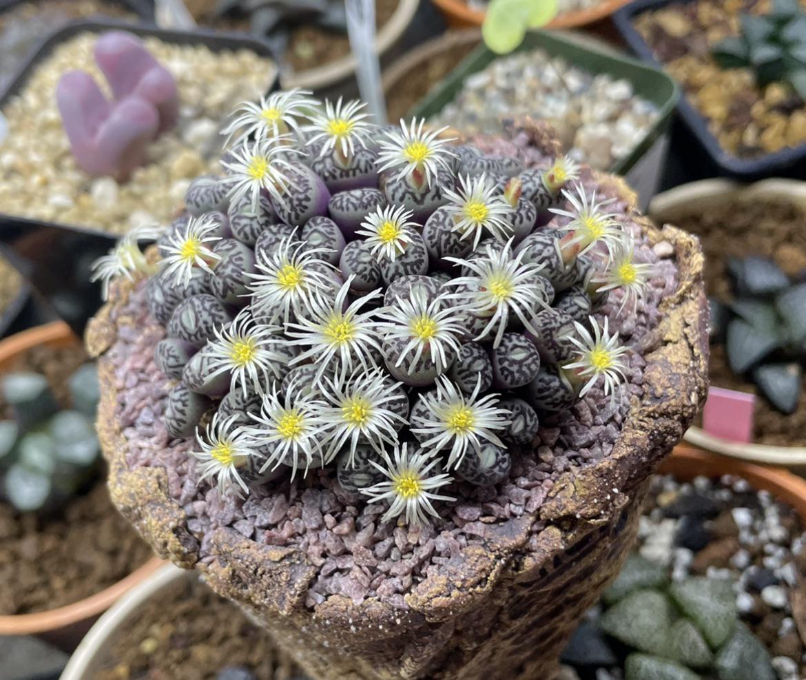 うわー、今日ウェブで見つけた👁️ 👄 👁️。知りたい人のために言うと