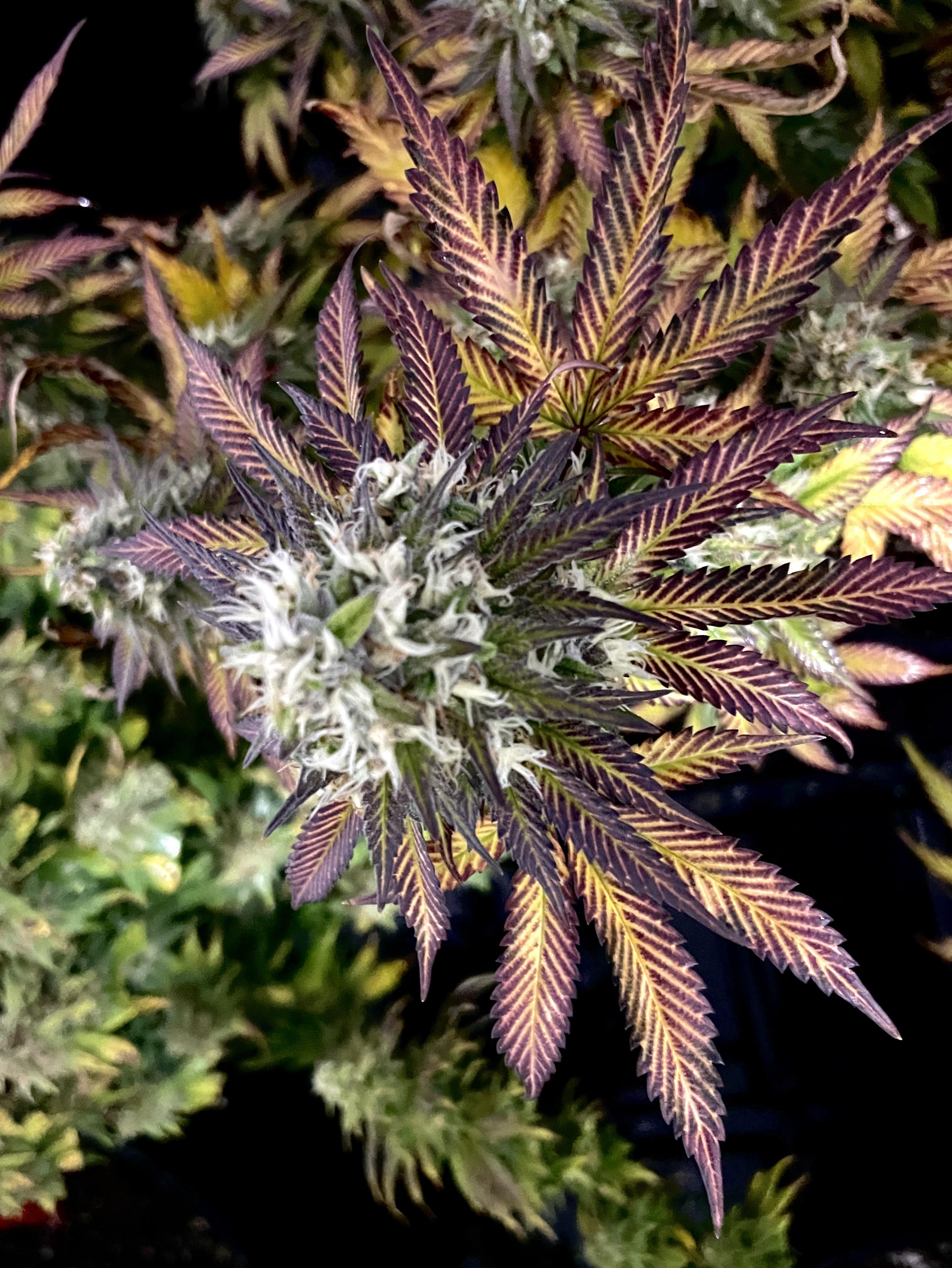 Everyone seemed to love the pics of the Purple Panty Dropper