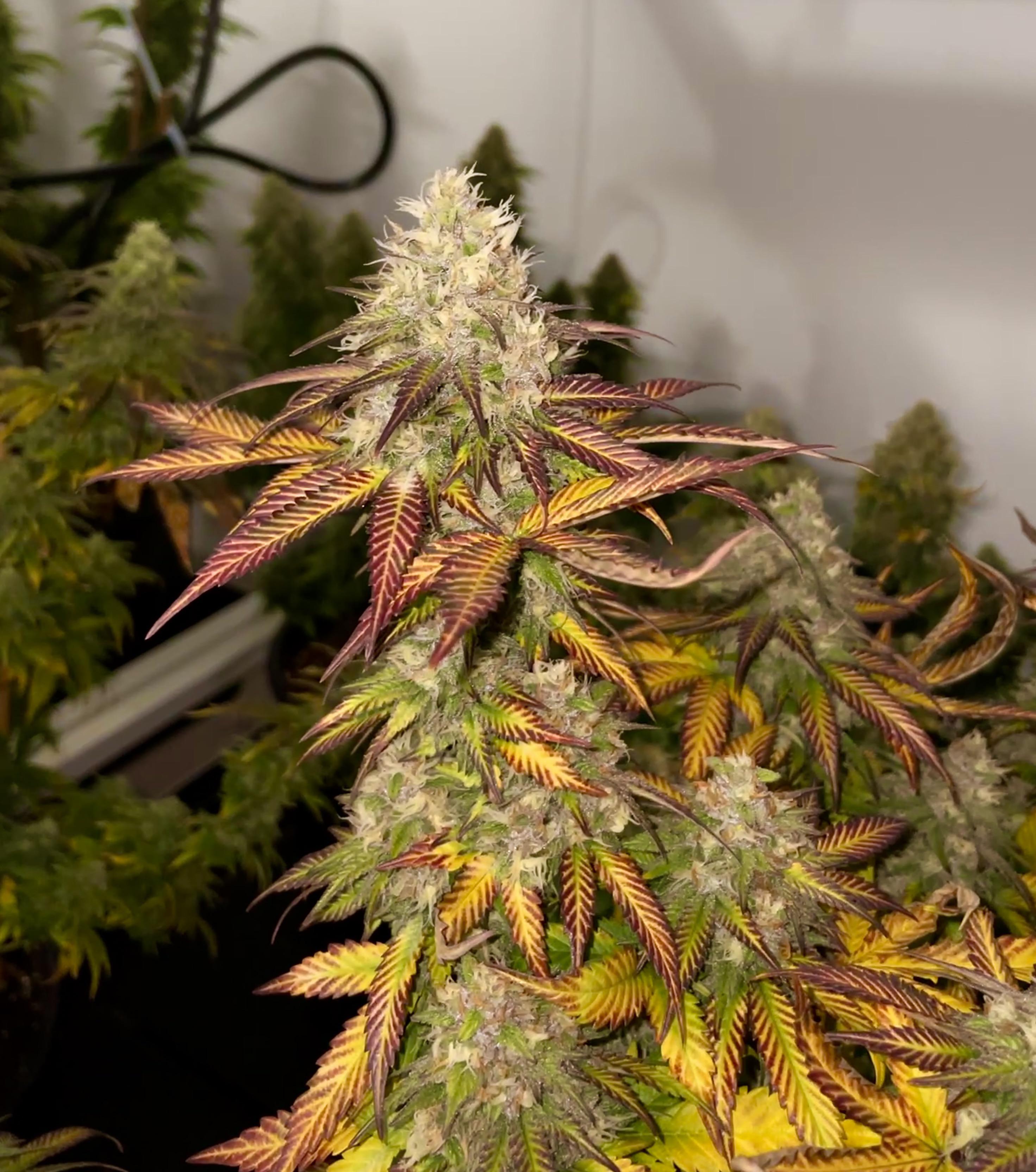 Everyone seemed to love the pics of the Purple Panty Dropper