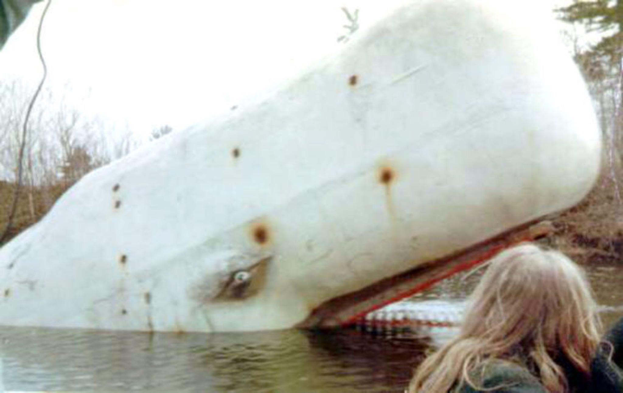 プレジャーアイランドテーマパークの「白鯨」 : r/submechanophobia