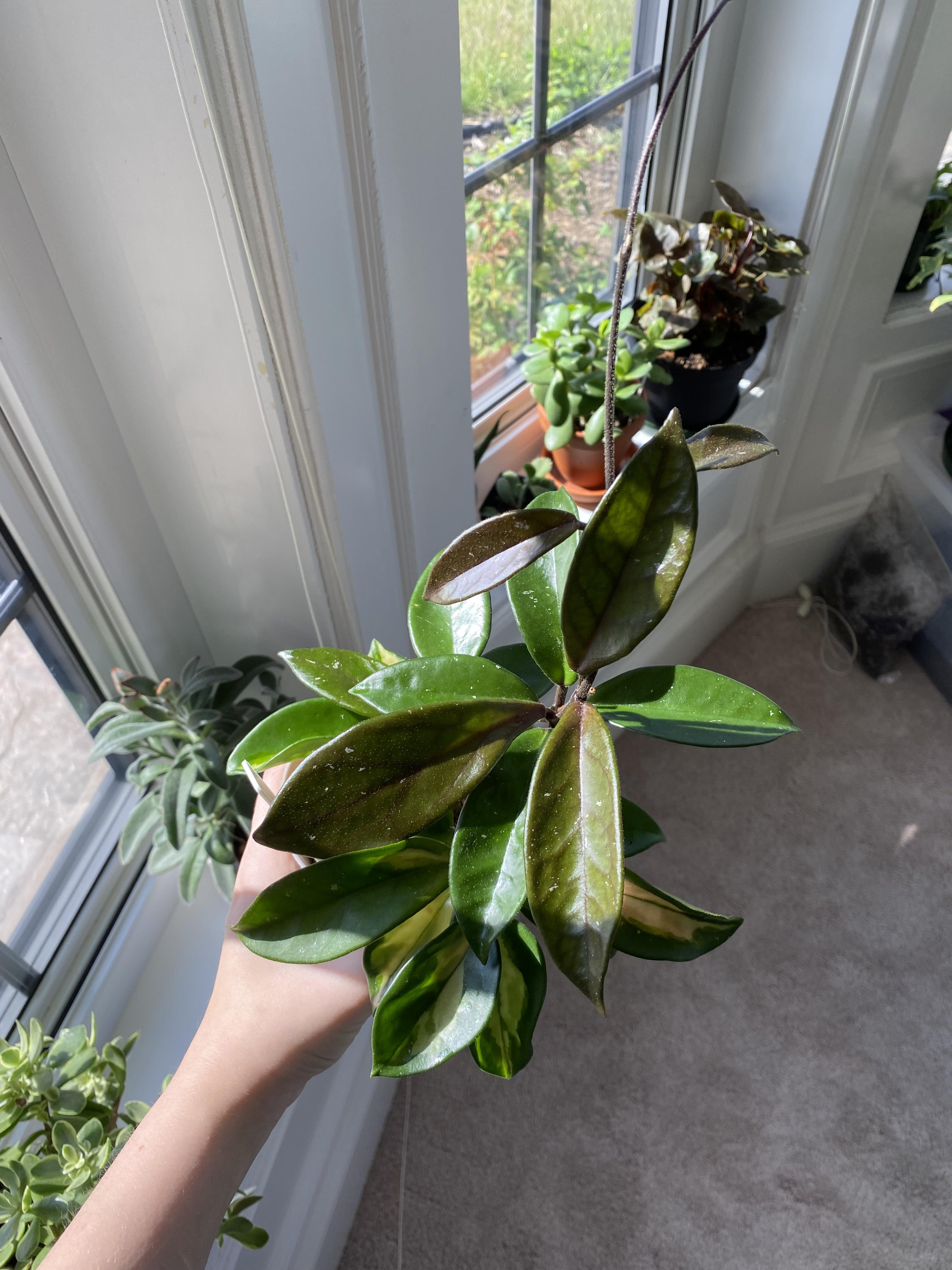 ホヤ・カルノーサ・クリムゾン・プリンセスが先祖返りして、新しい成長