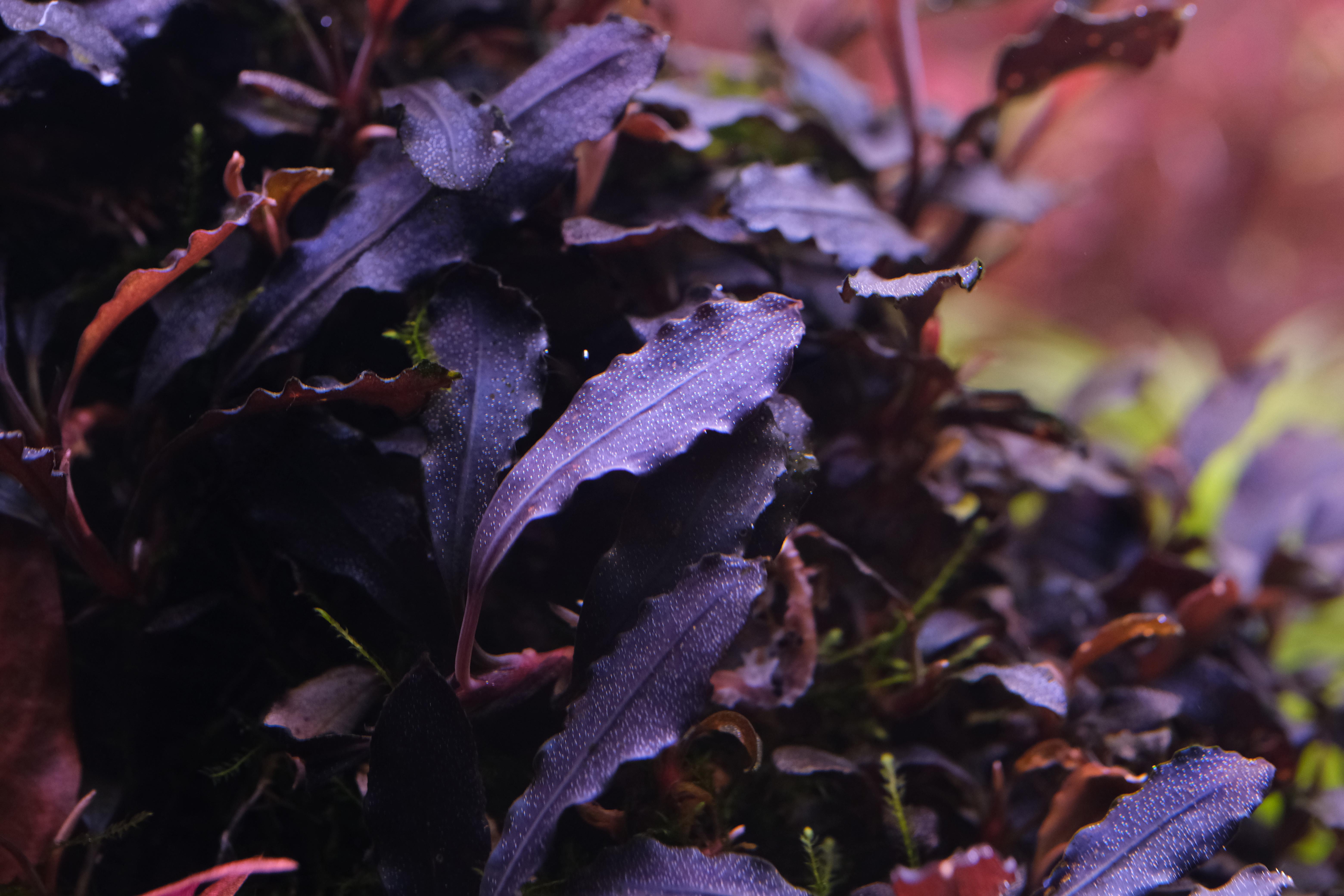 ブセファランドラ・ブラウニー・ゴースト2011のマクロ写真。ブセの種類