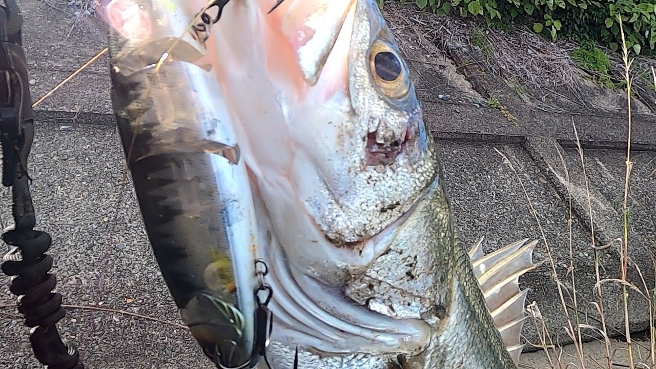 ビッグベイト][シーバス]バラム245でランカーシーバスゲット！ - YouTube