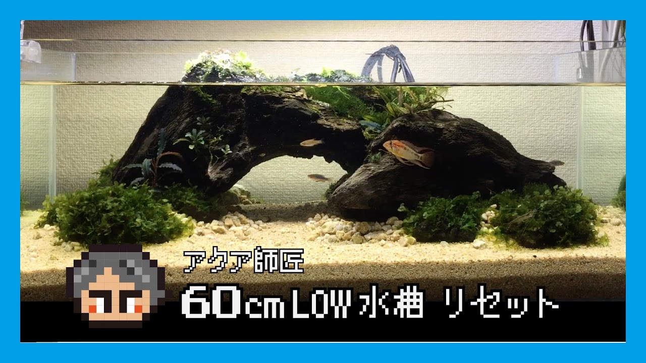 60cm水槽LOWタイプ・レイアウト②リセット - YouTube