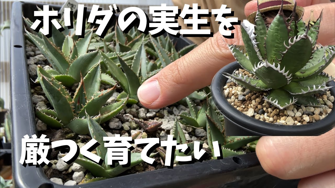 アガベホリダの実生をかっこよくしたい！【園芸】【実生】【gardening