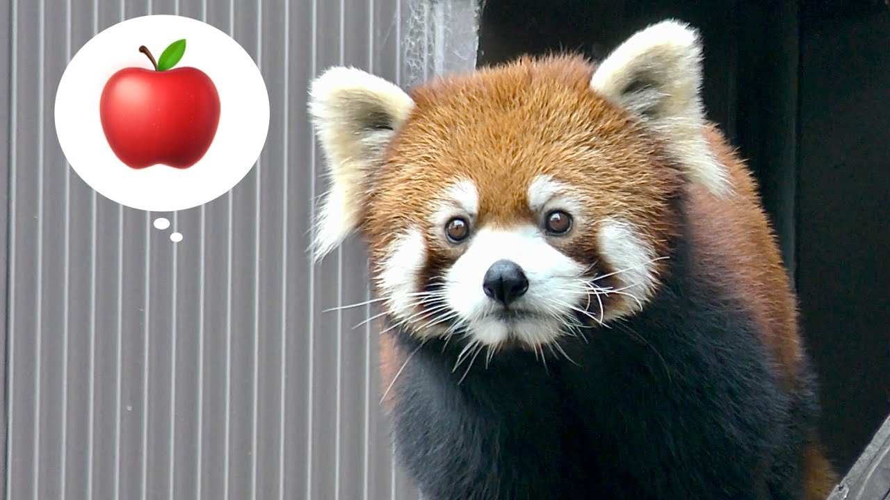 レッサーパンダ リーファちゃん リンゴタイムが近づいています【のんほ