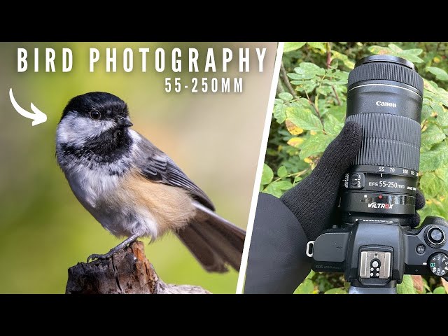Forest Bird Photography - Canon EF-S 55-250mm Lens | Photo Walk