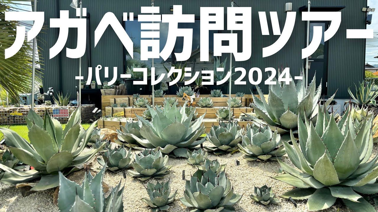 Ground Planting of Agave] Revisit the famous Parry Garden! A dream