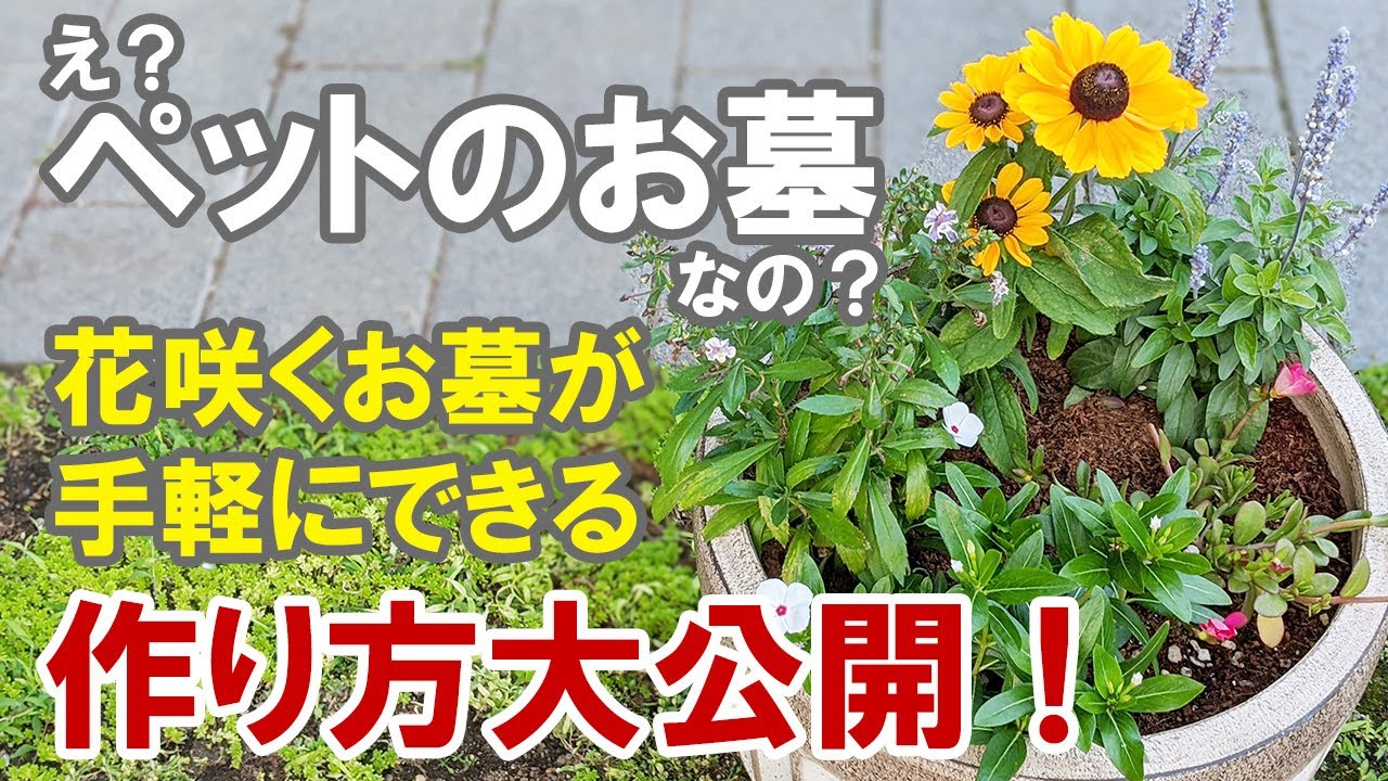 ペットのお墓を寄せ植えで作ろう！ 花咲くお墓でいつも一緒！ - YouTube