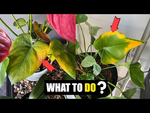 How do you fix yellow Anthurium leaves ? - YouTube