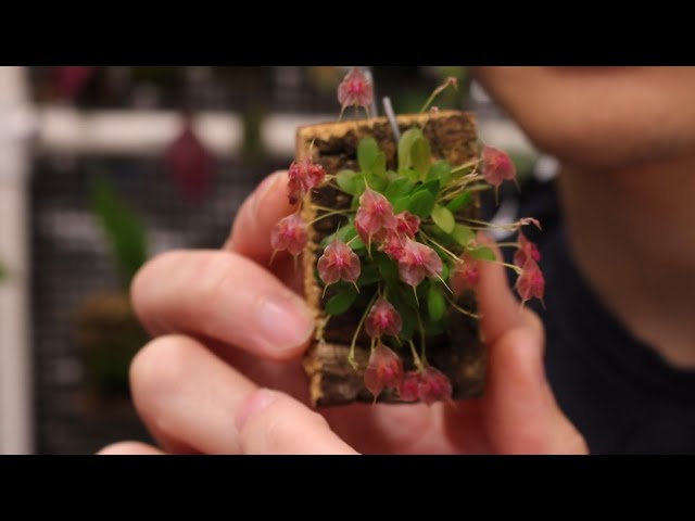 Mid August Lepanthes Update, August 9, 2025 - YouTube