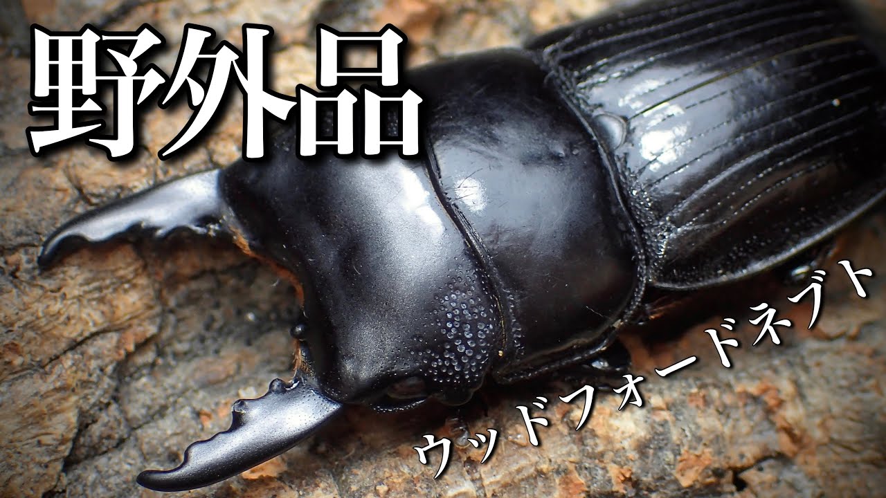 ウッドフォードネブトクワガタの産卵セット【クワガタ飼育】 - YouTube