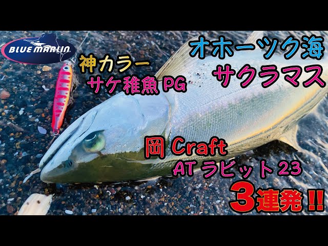 オホーツク海サクラマス】岡ジグで海サクラマス3連発!! サケ稚魚PGは神
