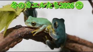 冬のカエルたち2026part2 - YouTube