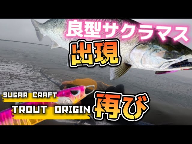 2022 海サクラ】変えて1投目で良型サクラマス!!【SUGAR CRAFT TROUT