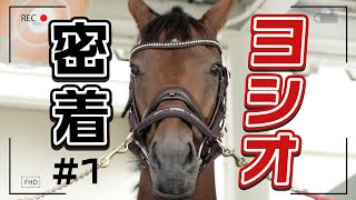 密着#1】ヨシオは今、福島競馬場で誘導馬を目指してトレーニングを