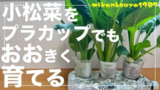 A step-by-step guide to growing komatsuna] Grow it all year round