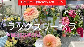 2月購入苗【ラナンキュラスラックス・リーベラ】等、6品種10点をゆ