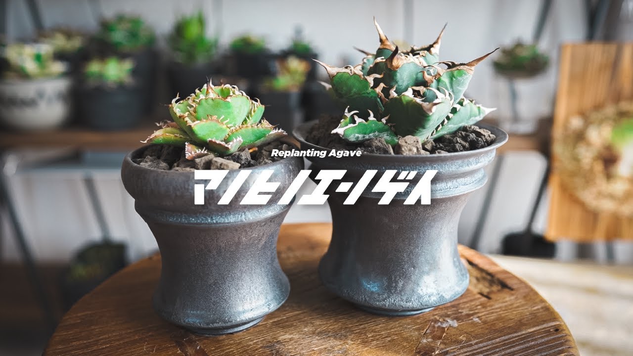 小野瀬一 陶器鉢 アガベ 【公式通販】