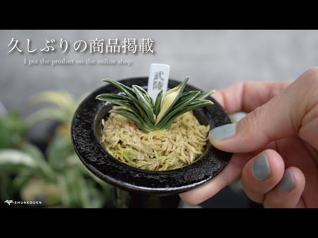 万年青 おもと 聖雲殿（せいうんでん）2才苗 聖雲殿 (せいうんでん