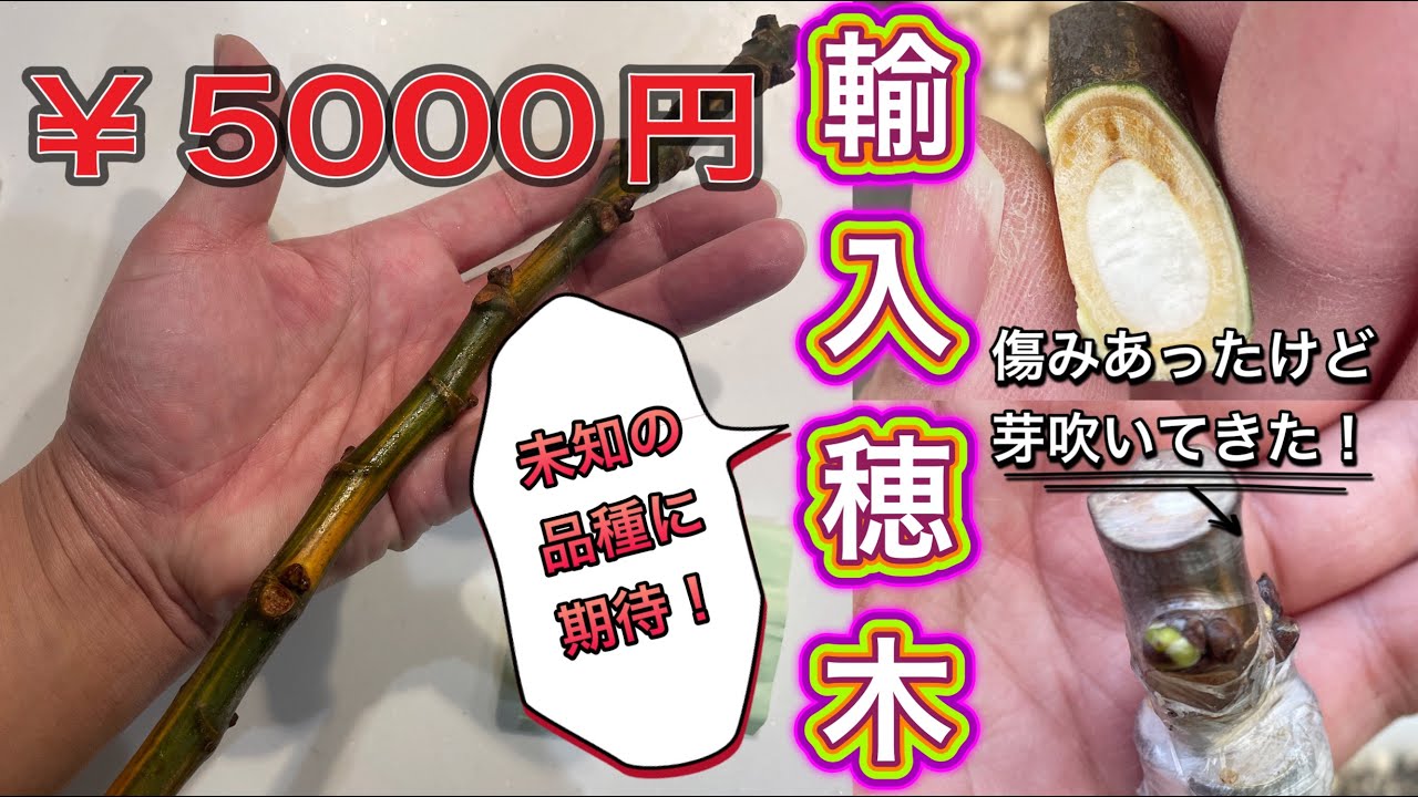 イチジク沼】一本5000円の輸入穂木を購入。穂木に合わせた挿し木や接木