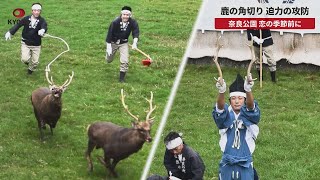速報】鹿の角切り 迫力の攻防 奈良公園 恋の季節前に - YouTube