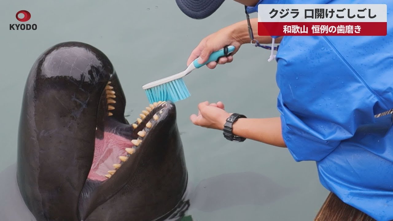速報】クジラ、口開けごしごし 和歌山、恒例の歯磨き - YouTube
