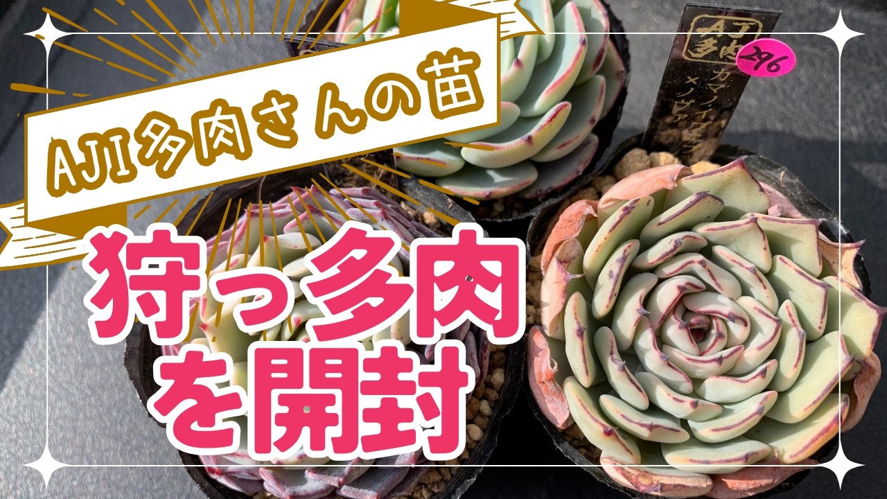 Vlog 791] [Succulents] Celebrating the Channel's 5th Anniversary