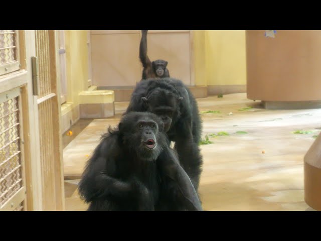 Ryu, please welcome Marimo. Higashiyama Zoo, Chimpanzee 202405