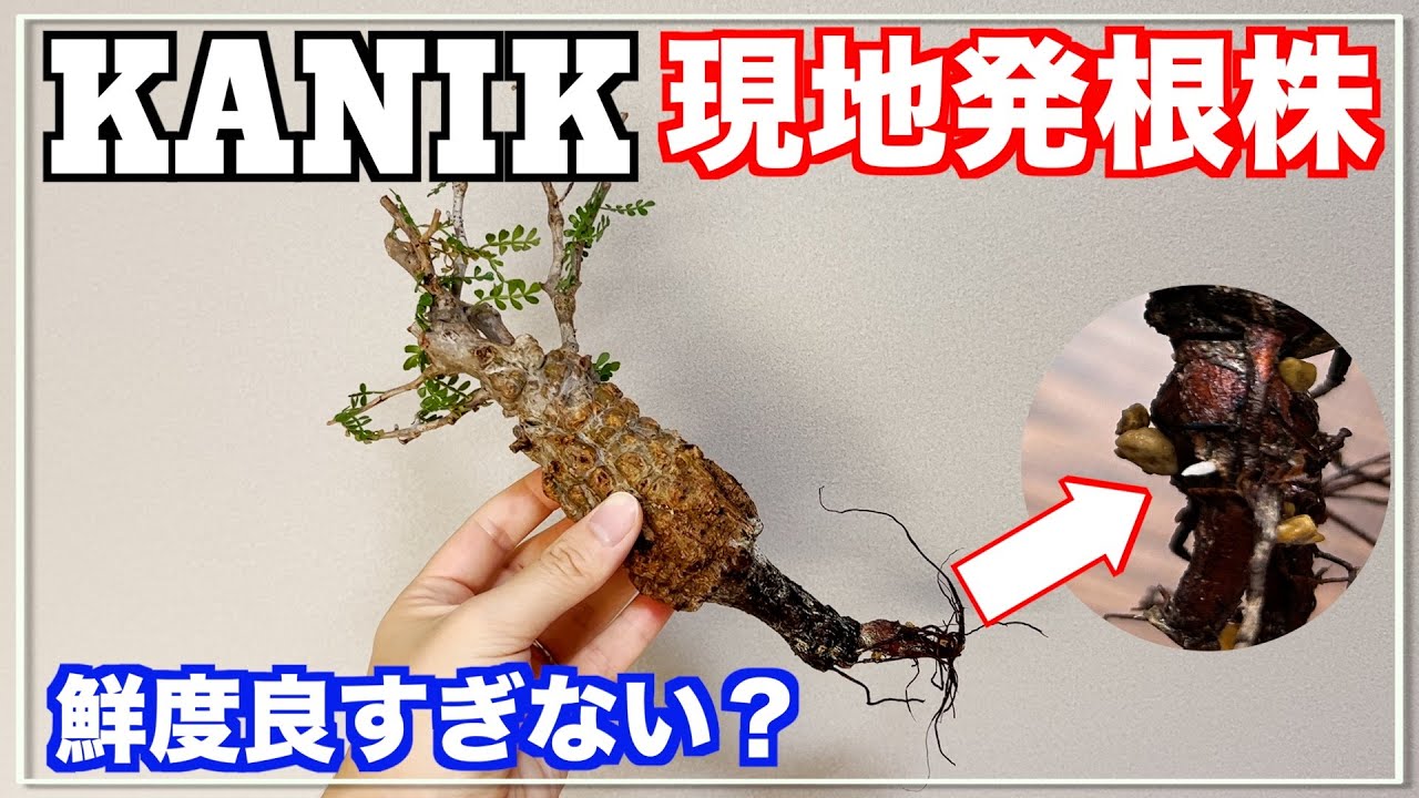 Super fast rooting] The locally rooted Pachypodium was as fresh as