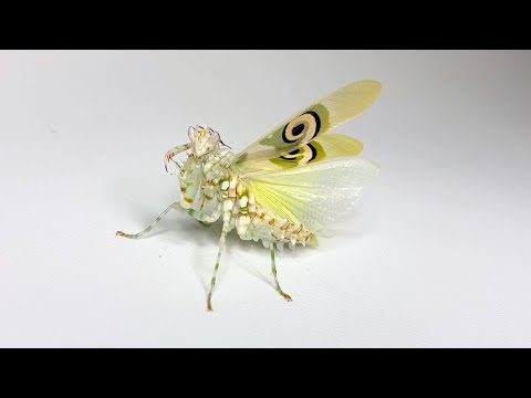 The adult mantis in Africa is too cool - YouTube
