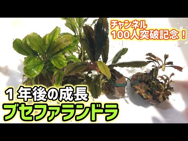 1年後のブセファランドラ（クダガン・クアラクアヤンⅡ・シンタン