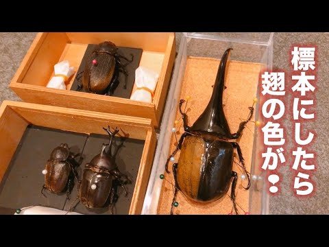 ヘラクレス標本／翅の色が黒から黄色になり一ヶ月後になんと！？ - YouTube