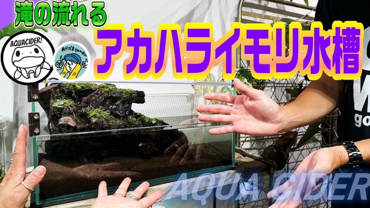 アクアリウム】アカハライモリ専用の滝の流れる水槽を作る（サイダー