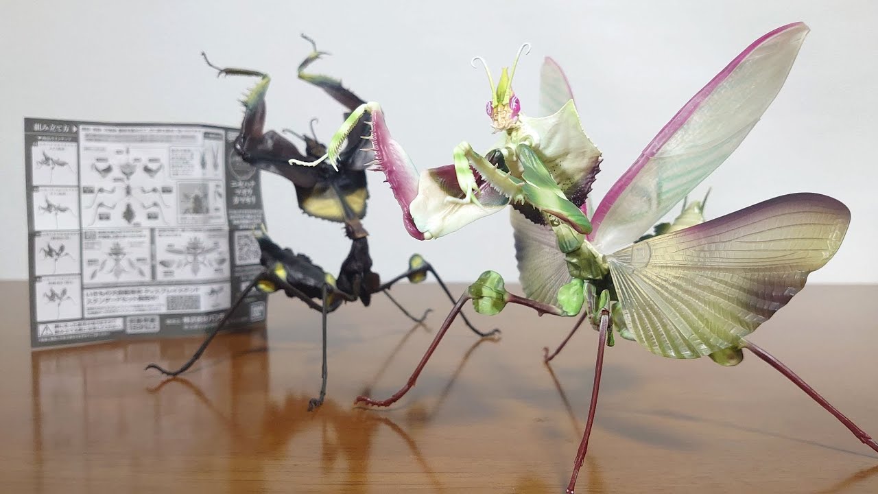 The Last Boss of the Insect World!?) Ikimono Encyclopedia Advanced