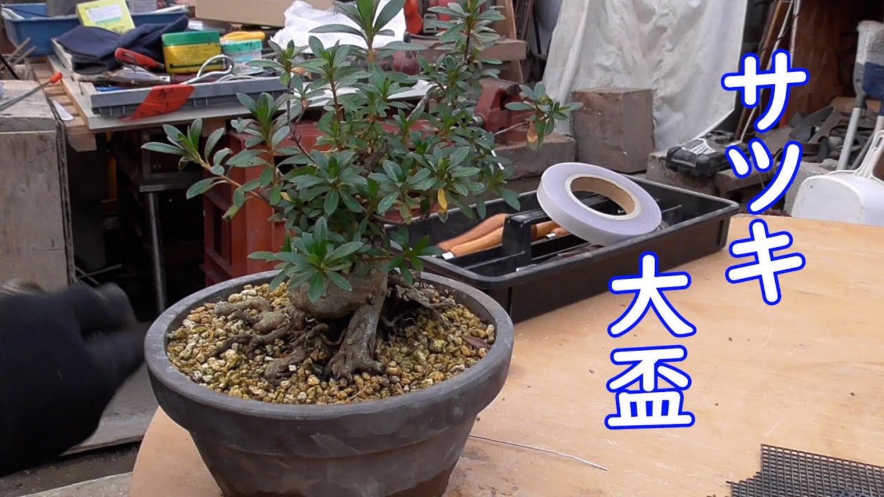 サツキの大盃 - YouTube