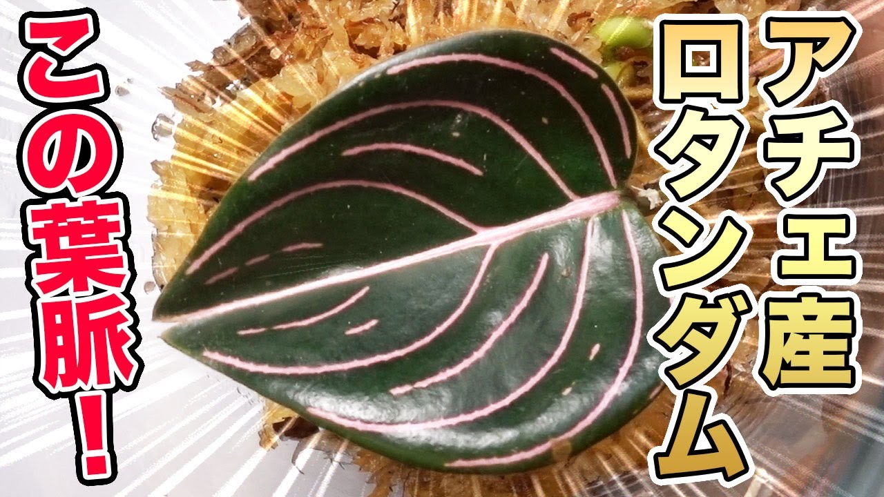 アチェ産】アグラオネマ ロタンダムが家にやってきた！【熱帯雨林植物