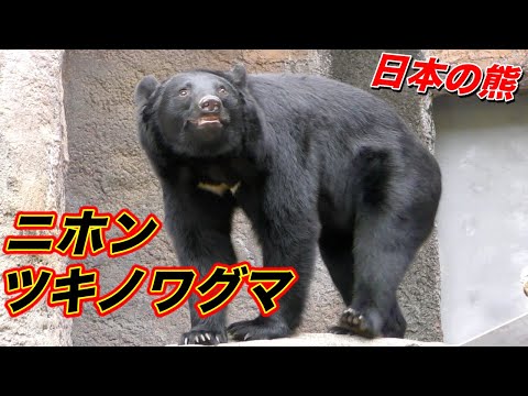 ツキノワグマ】日本のクマ「ニホンツキノワグマ」の生態【日本の動物