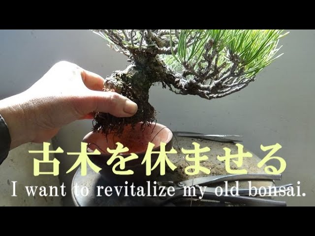 盆栽工房 春嘉 #242 【黒松の植え替え】大きめの鉢で古木を若返らせ