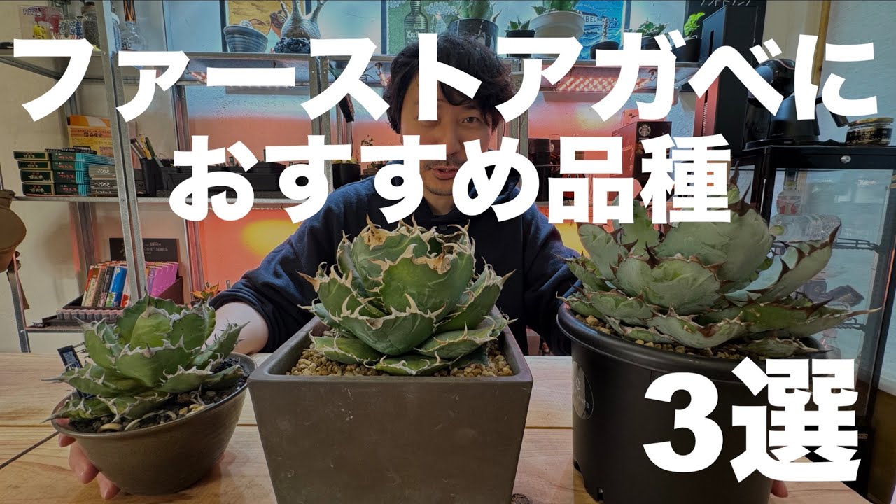 アガベ始めるならこの3株！買って後悔しない品種「白鯨、ブラック