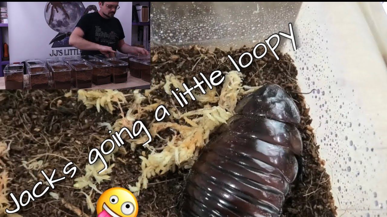 Unboxing the worlds heaviest Giant Burrowing cockroaches part2