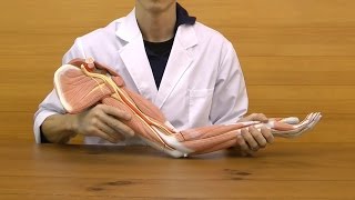 3B Scientific 筋肉上肢模型 左腕 筋肉解剖 6分解モデル 3B Scientific