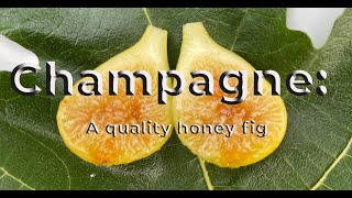 LSU Champagne Fig(LSUシャンパーニュ イチジク)の特徴・味・耐寒性