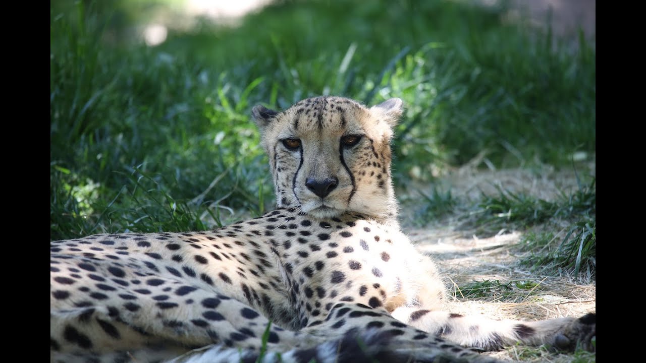 Cheetah Lure - YouTube
