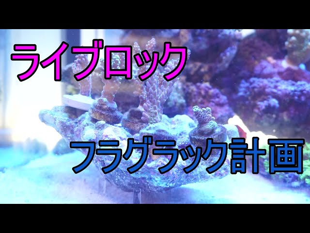 ライブロック フラグラック化計画 - YouTube