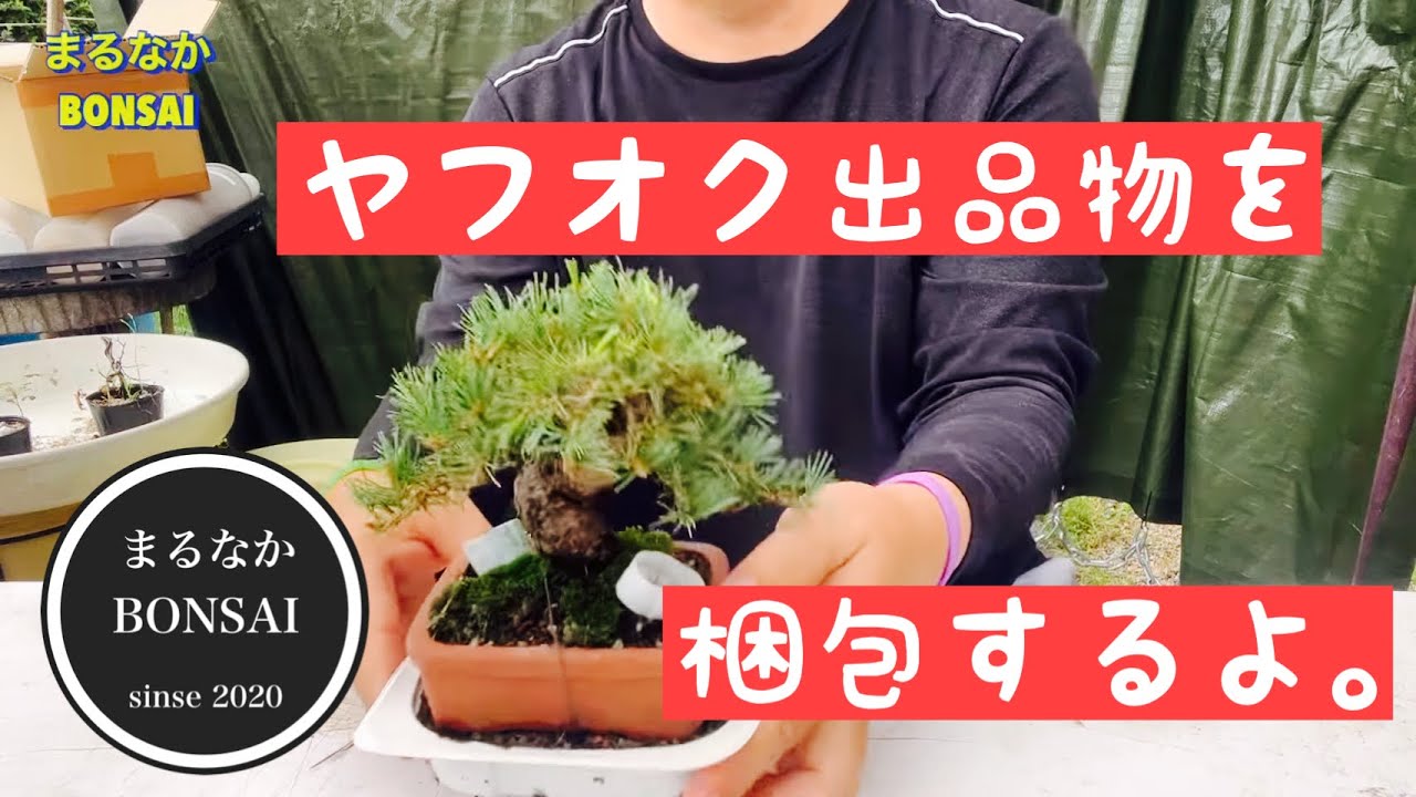 245 Packing items for sale on Yahoo! Auctions. [Mini Bonsai