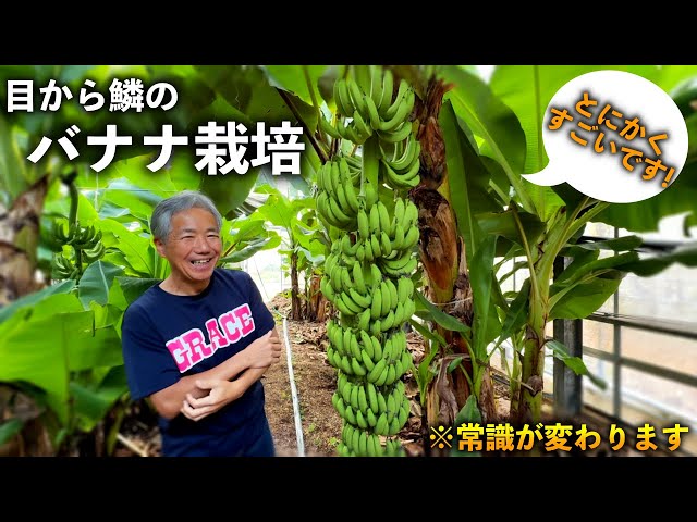 Eye-opening] Shocking banana cultivation that will change your