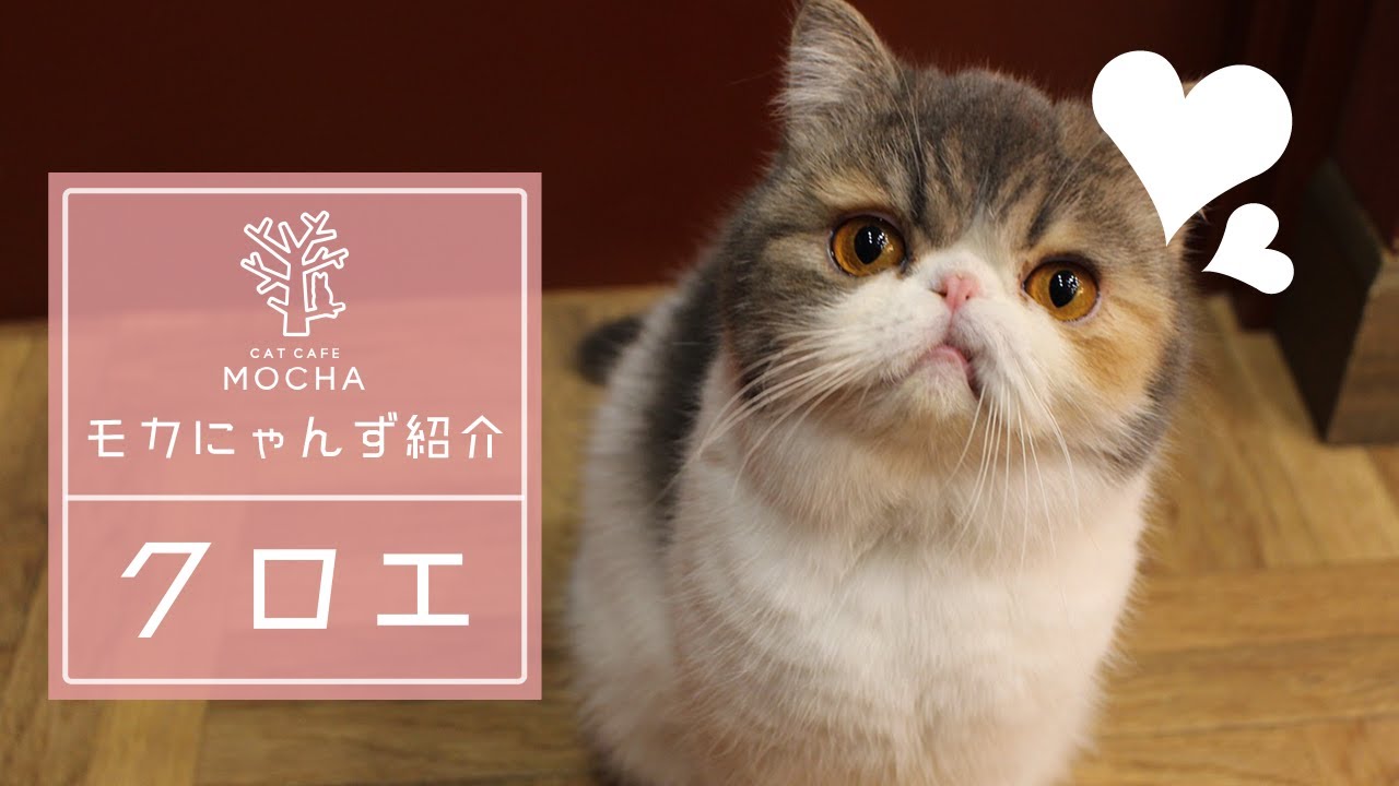 クロエ（エキゾチックショートヘア♀）イオンモール大日店 - YouTube