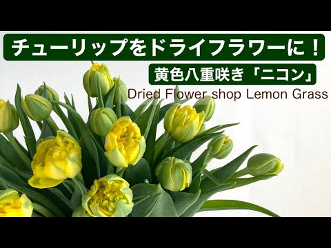 チューリップをドライフラワーに！黄色八重咲チューリップ♪ - YouTube