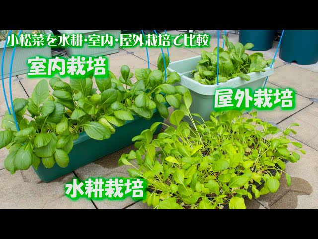 小松菜栽培 水耕・室内・屋外で比較🥬繰り返し収穫の優良野菜 - YouTube